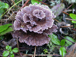 Thelephora terrestris, note multi-tiered growth pattern.